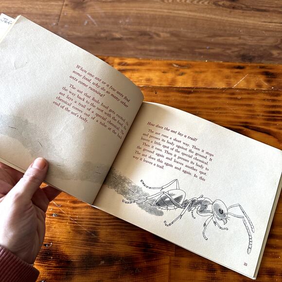 Vintage 1967 Questions And Answers About Ants Paperback Book - Picture 5 of 9